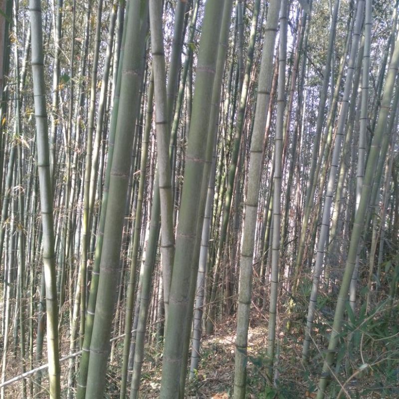 绿竹11~12m