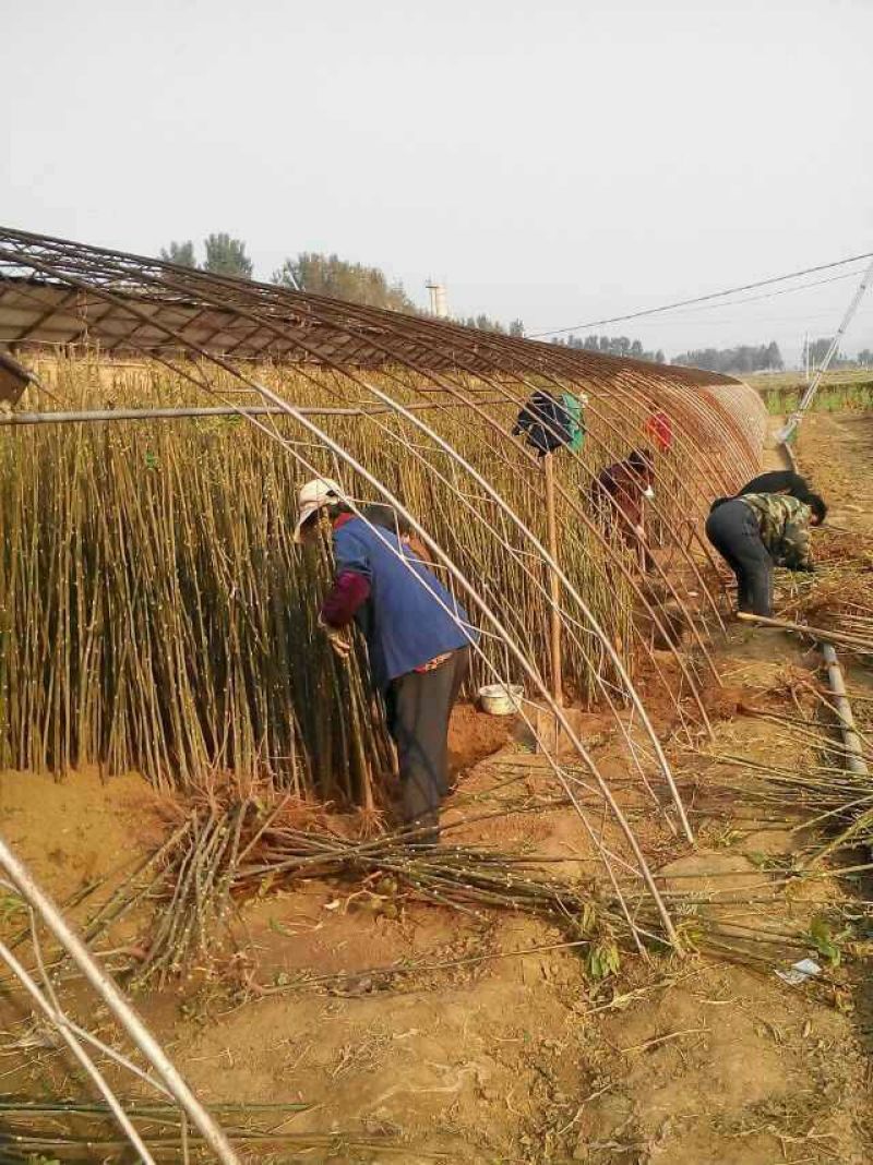 香椿苗，红油香椿苗，红香椿苗，绿香椿苗，红油六号香椿苗。