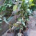茶花30~50cm