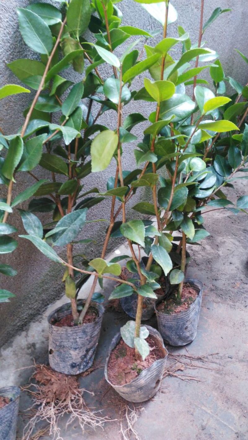 茶花30~50cm