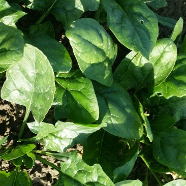 大叶菠菜10~15厘米
