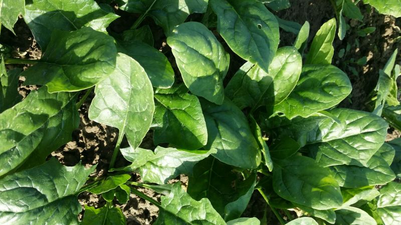 大叶菠菜10~15厘米