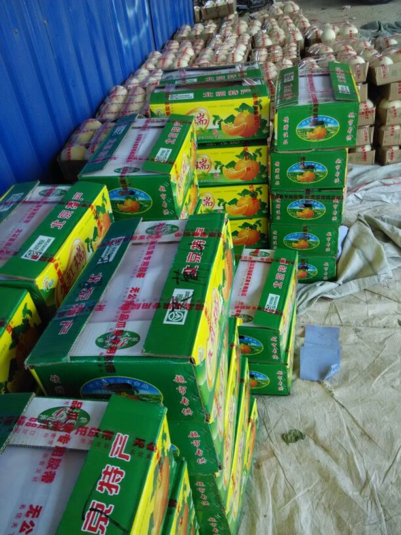 丰田(黄子金玉)香瓜三月中旬上市精品甜瓜