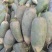 青萝卜0.2~1斤起