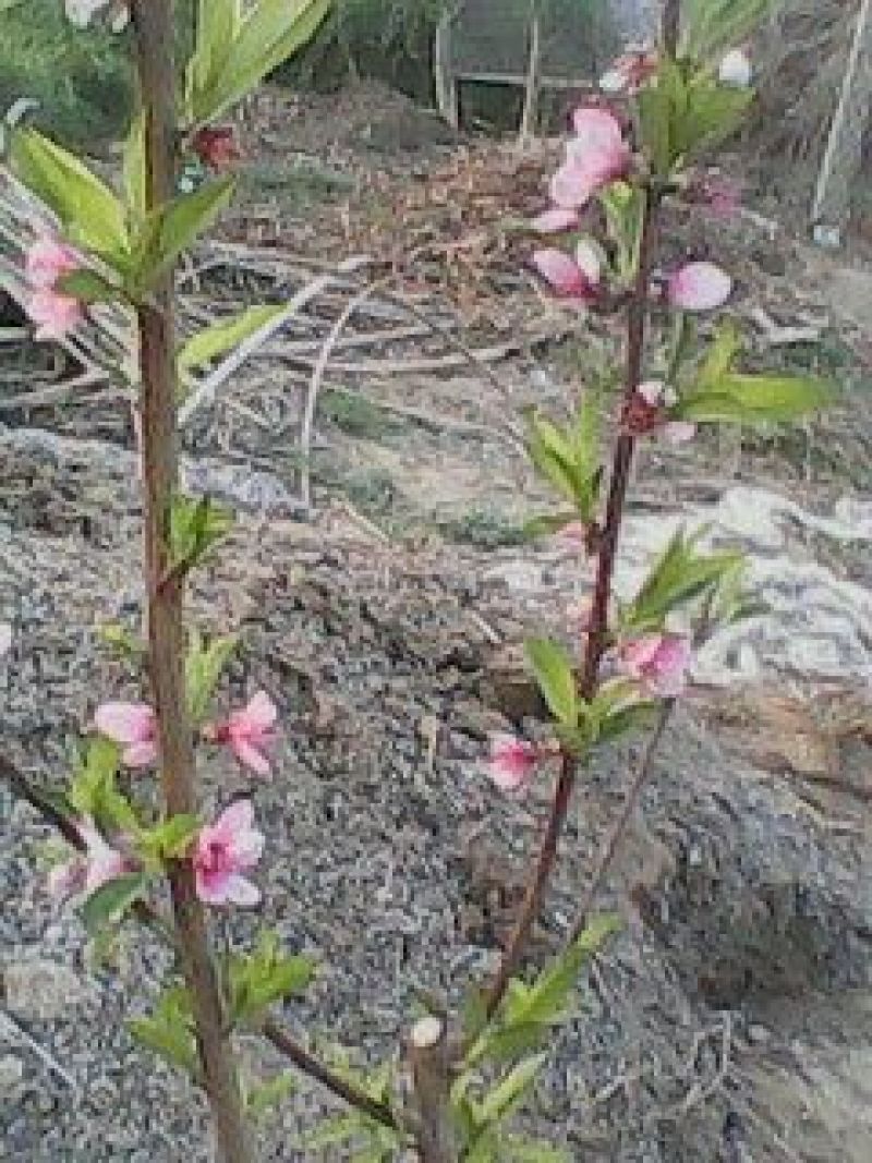 桃树苗
