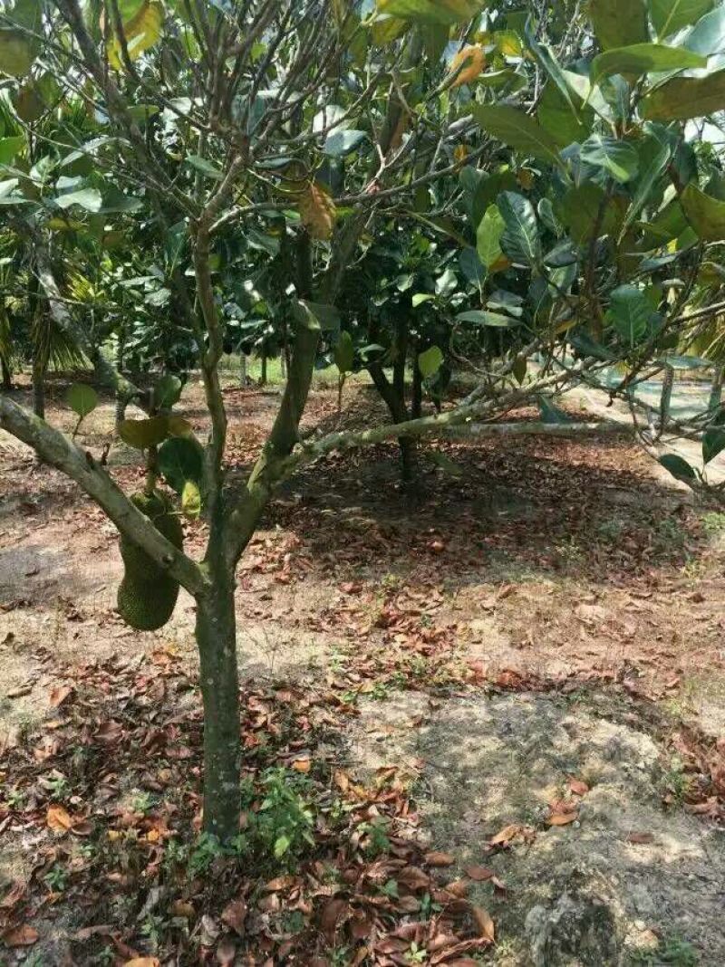 菠萝蜜10~20公斤档口批发电商代发
