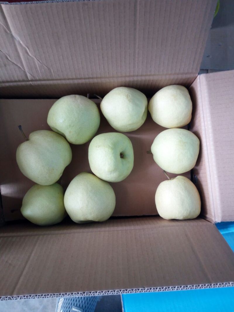 砀山梨200~250g纸袋