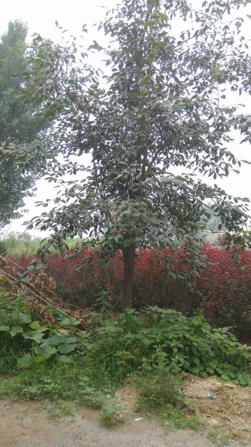 柿树