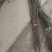 梨树苗80cm以上0.8cm