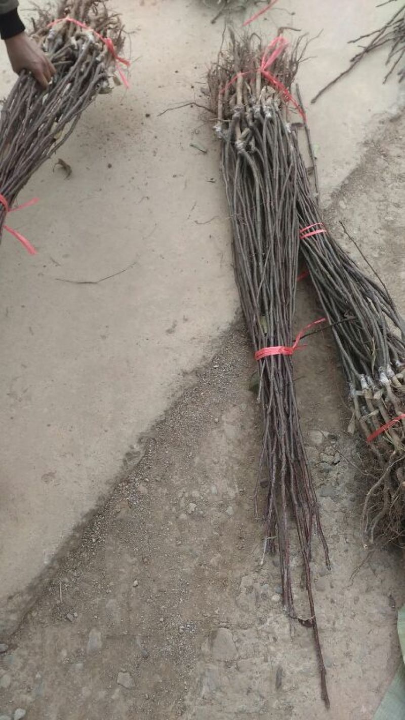 梨树苗80cm以上0.8cm