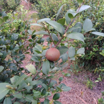 油茶籽99%以上