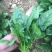 大叶菠菜