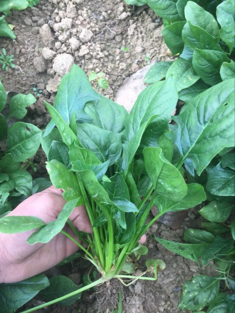 大叶菠菜