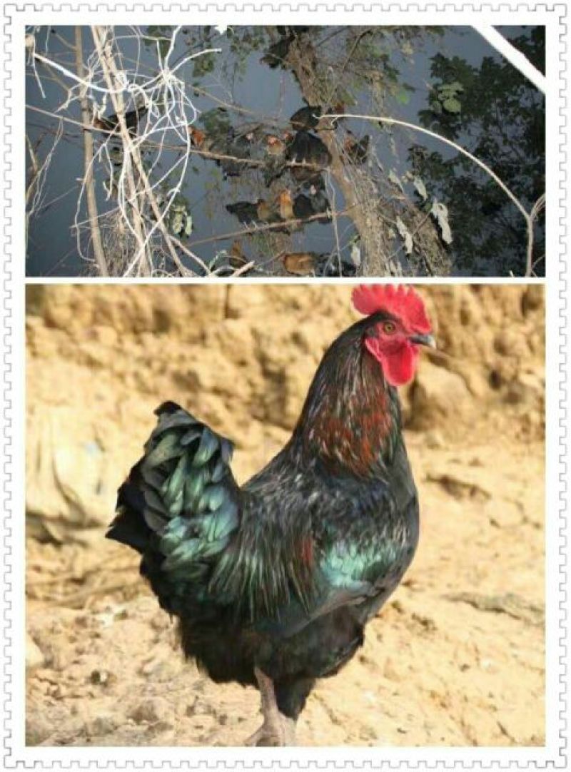 绿壳鸡蛋食用50g以下