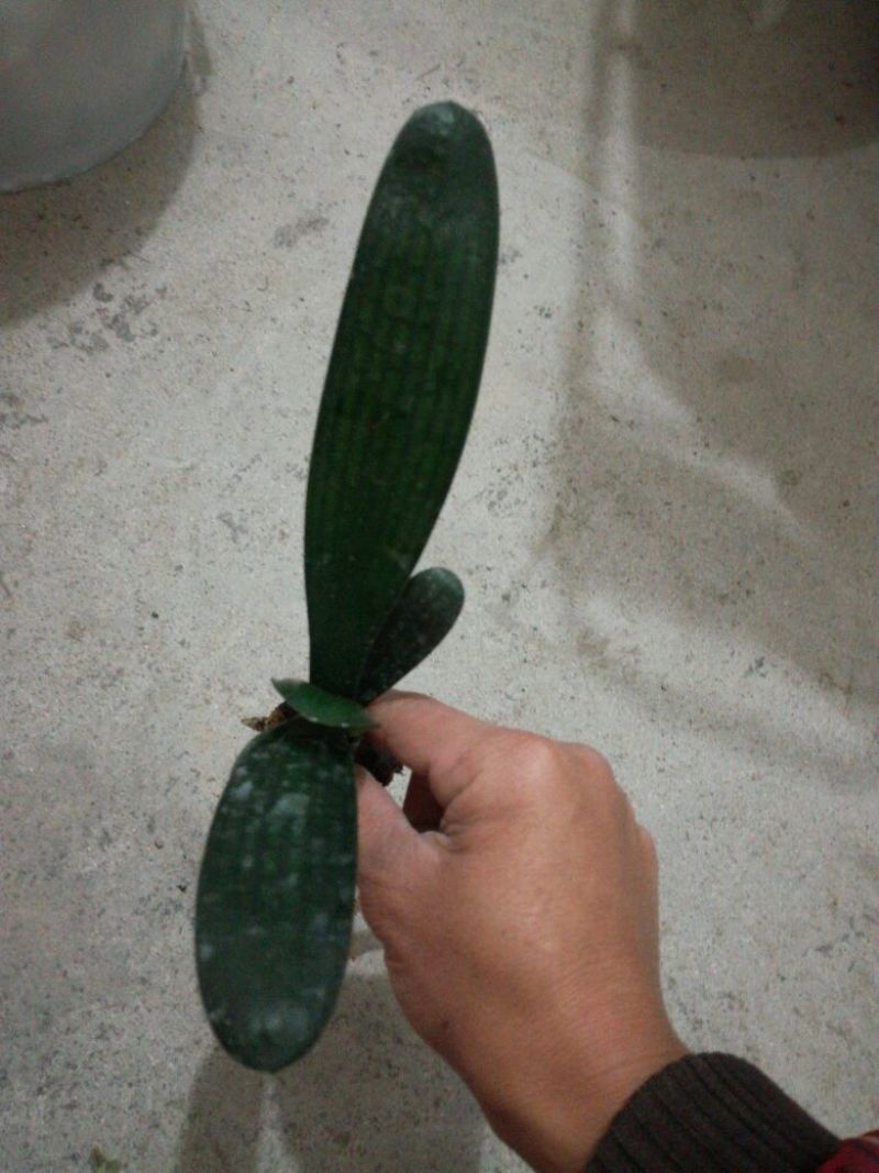 君子兰