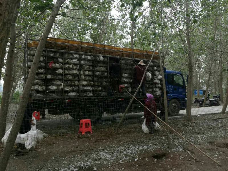 法国朗德鹅鹅苗250g以下