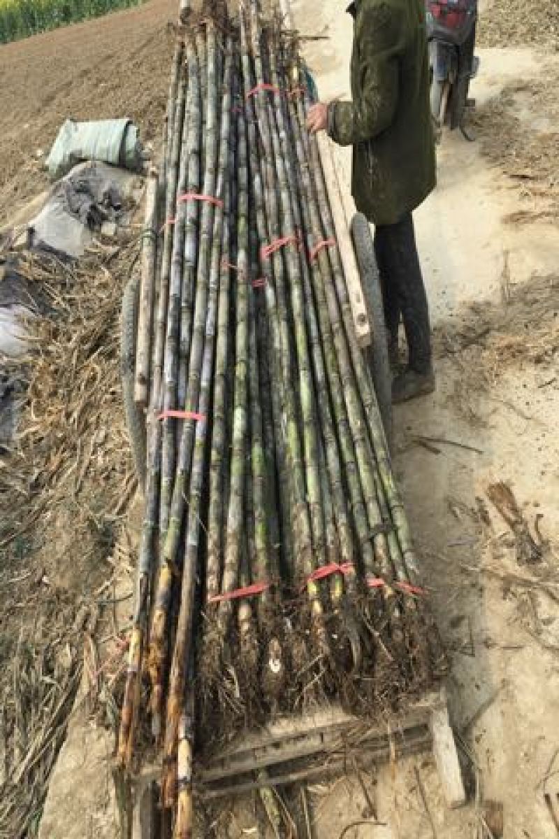 青皮白玉甘蔗