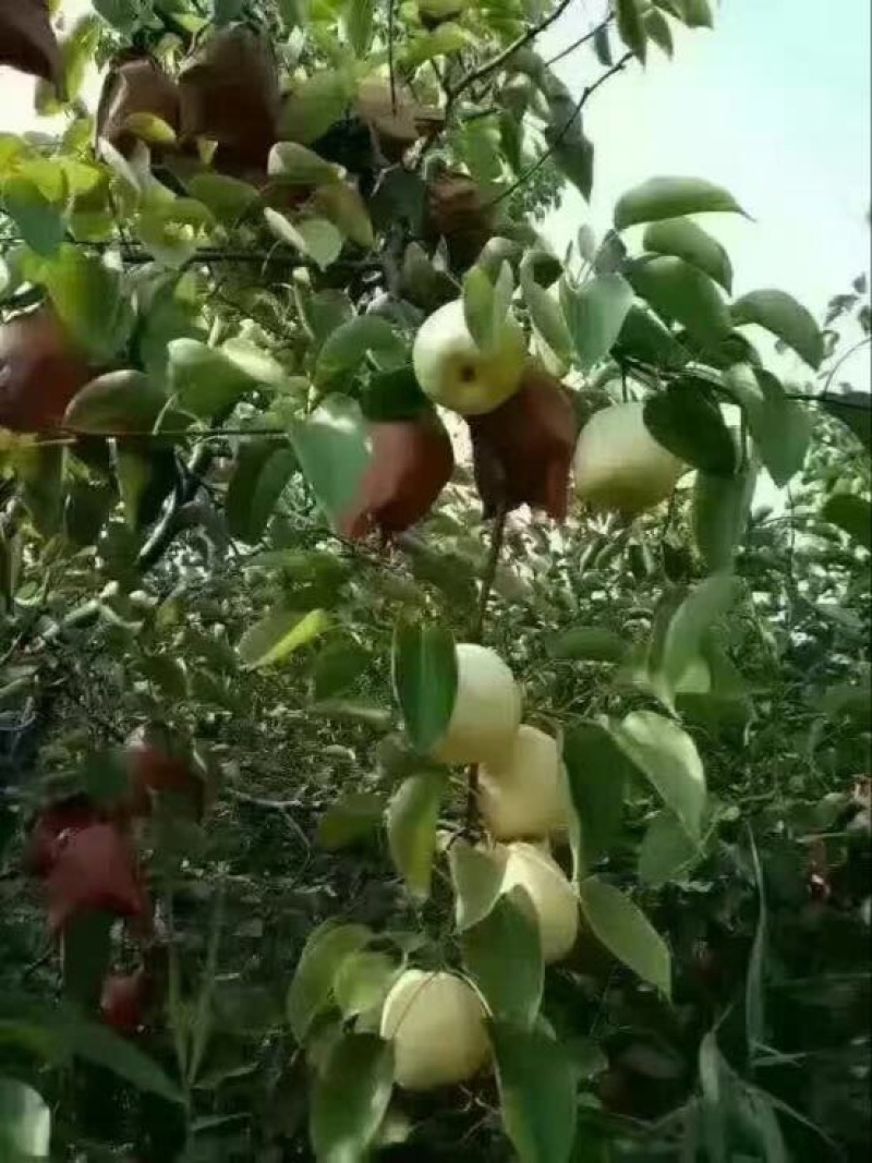 酥梨
