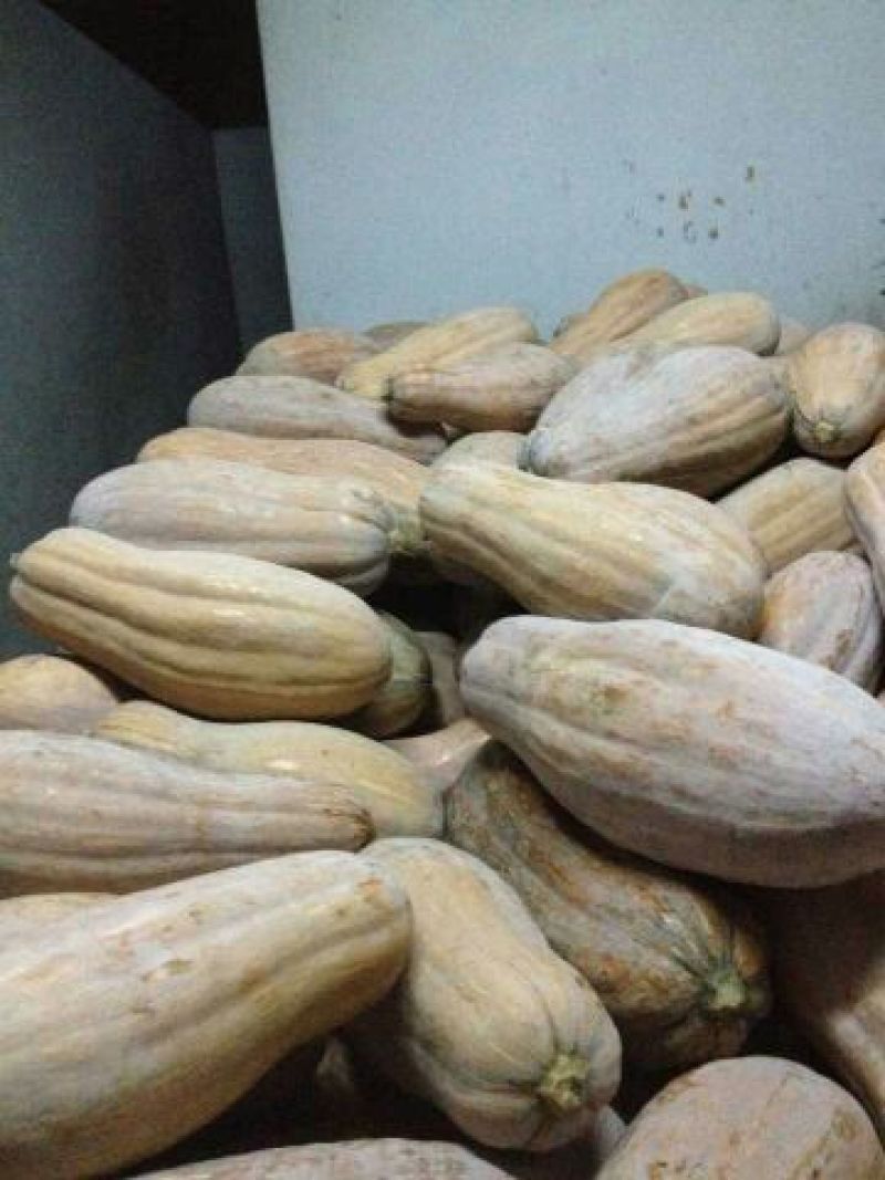 蜜本南瓜