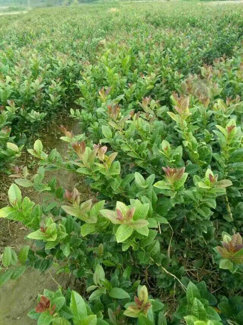柠檬苗30~50cm