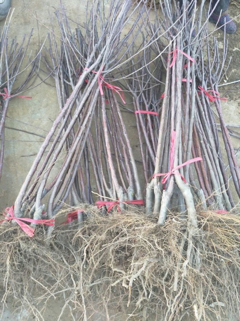 苹果树苗70~80cm