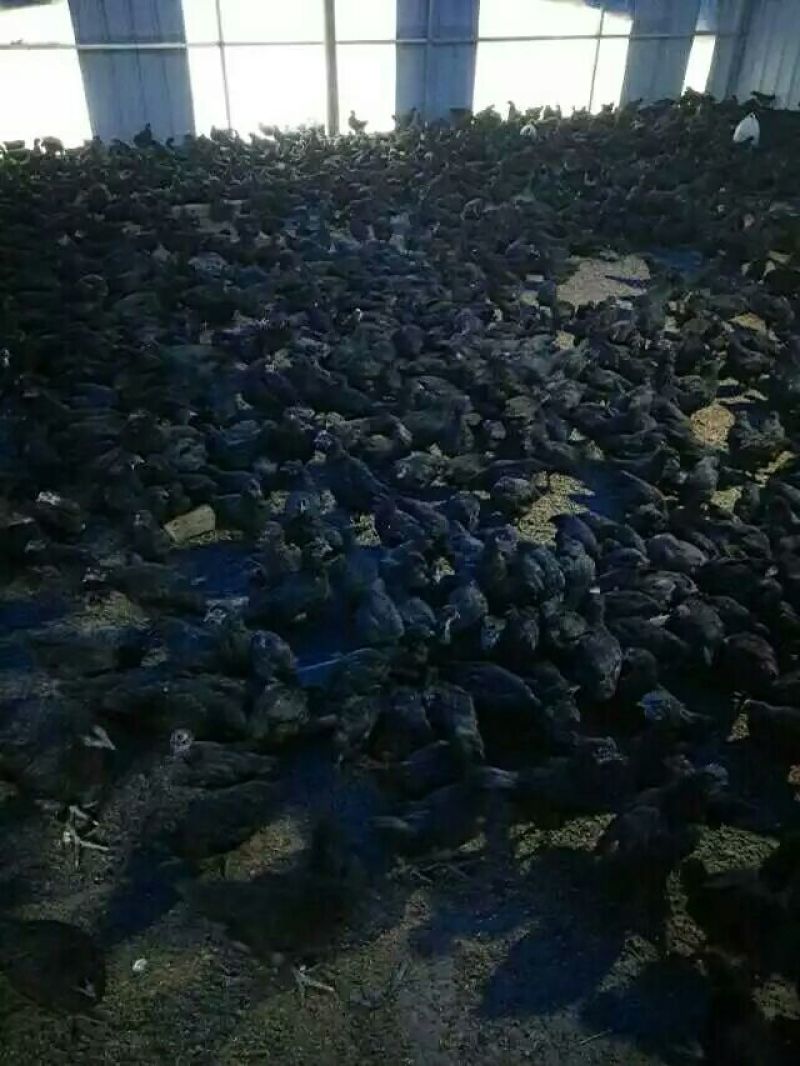 绿壳蛋鸡苗
