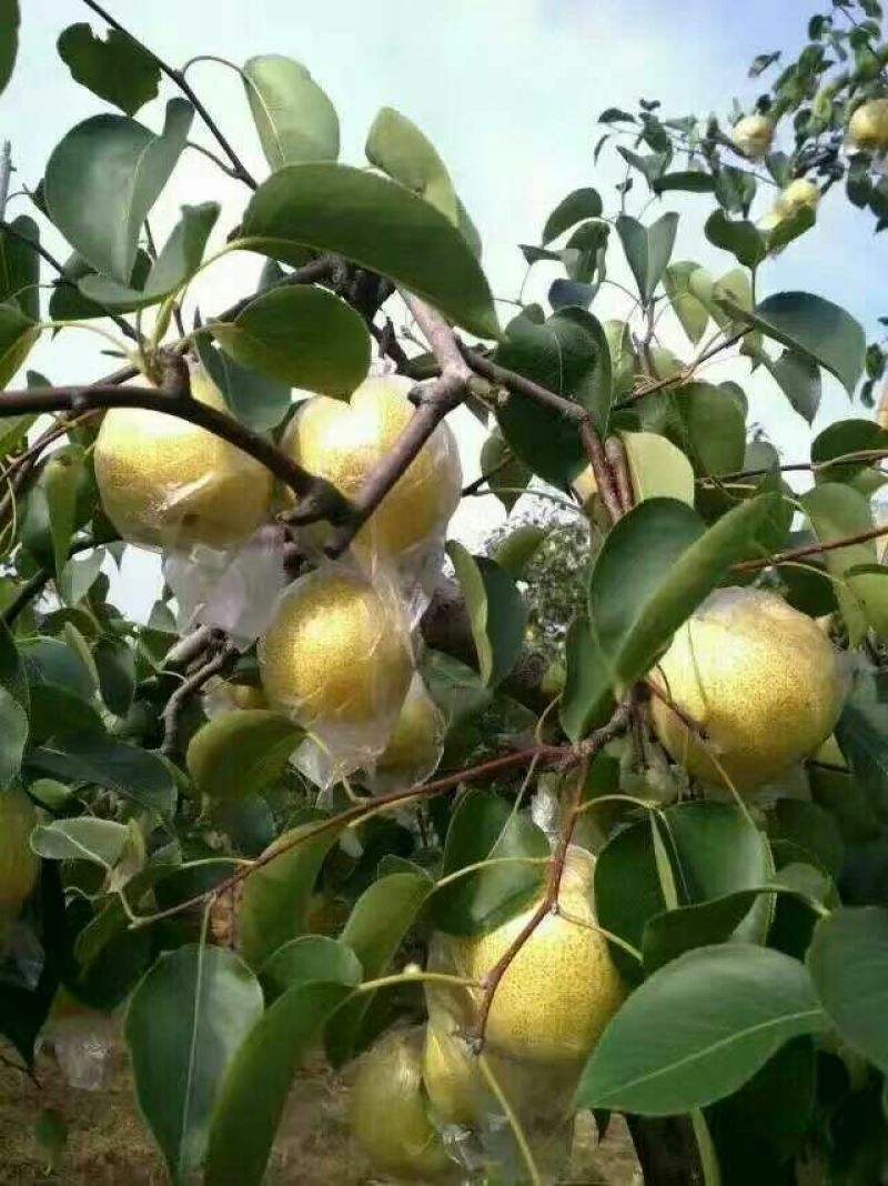 酥梨膜袋