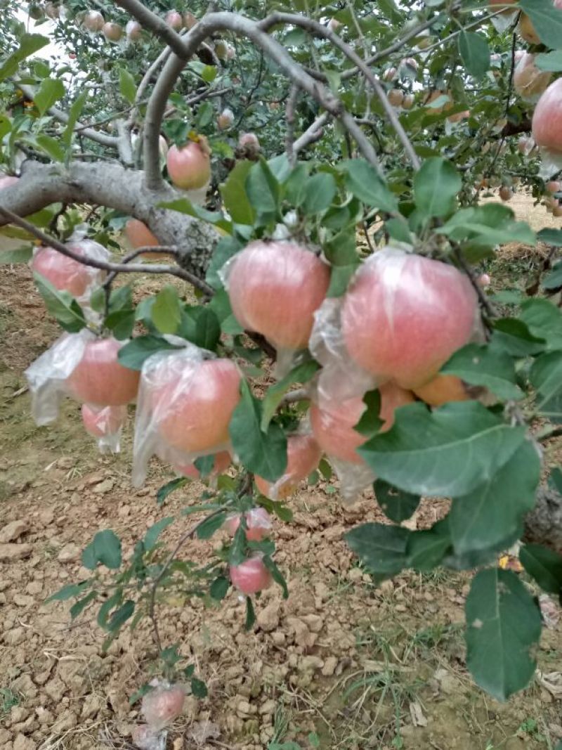 红富士苹果75mm以上膜袋