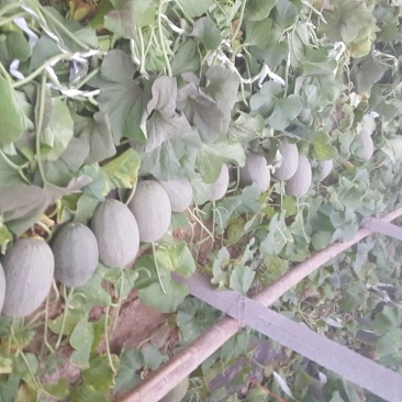 网纹瓜5斤以上长圆形