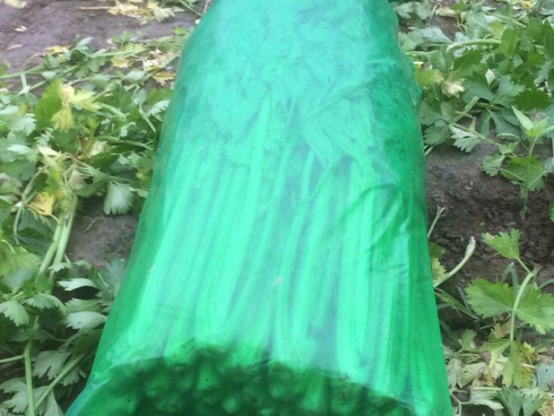 大量低价供应金乡西芹，基地货源充足，当天发货，全国供应