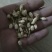 茉莉花苗10cm以下