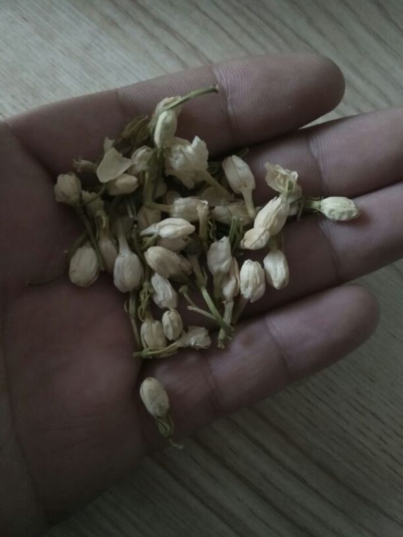 茉莉花苗10cm以下