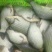 大鲫鱼5678两的出售中