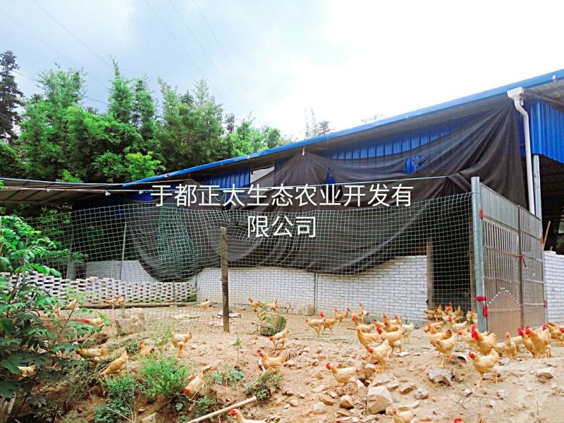 三黄鸡6~9月