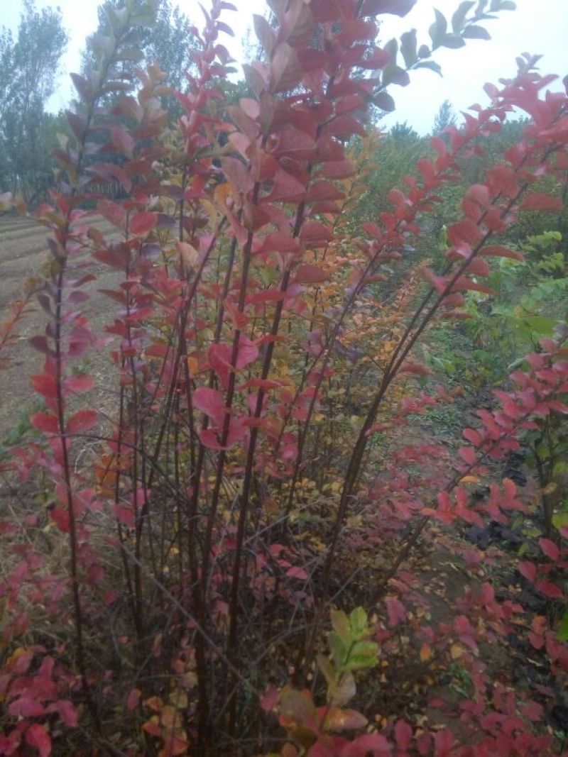 百日红2~4cm1.5~2米1~2米
