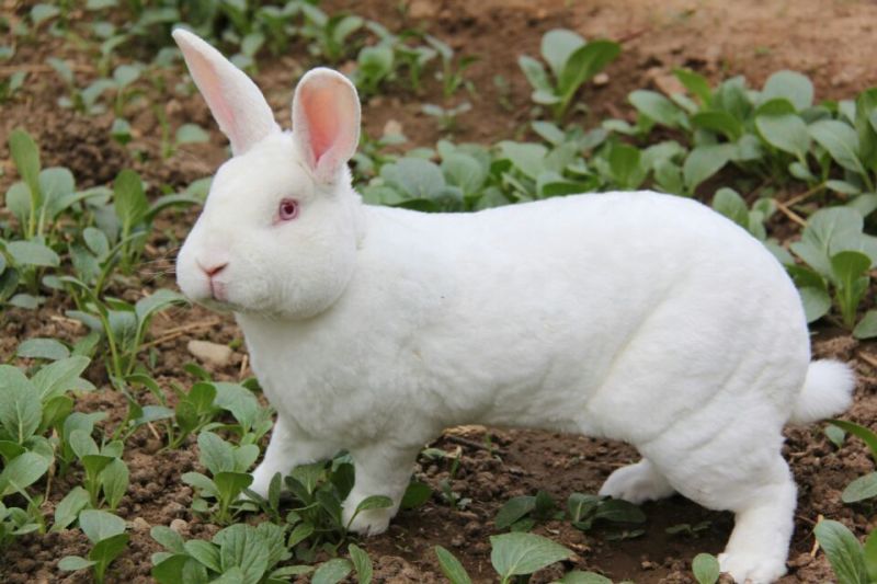 杂交野兔3~5kg