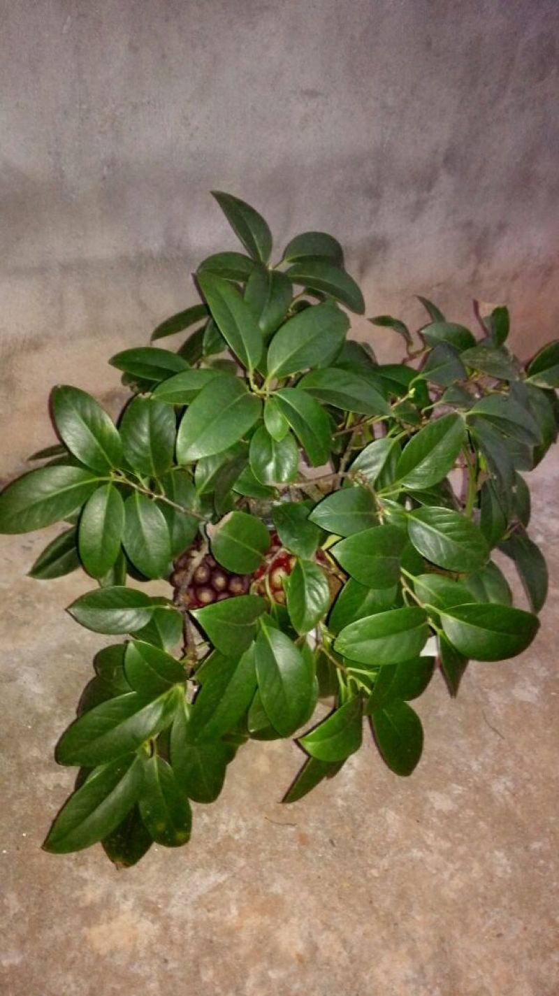 布福娜树苗30~50cm