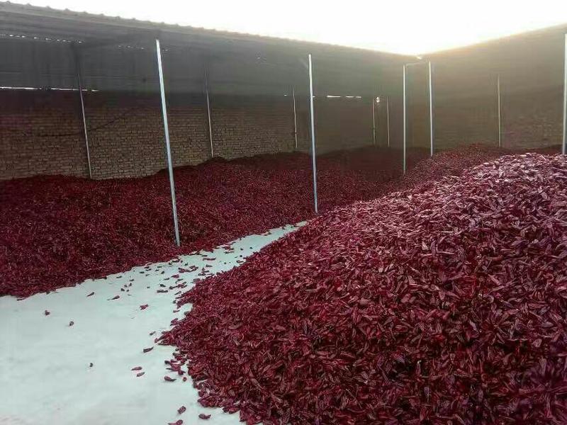 《种植基地》大量北京红干辣椒上市，八成半，有需要的联系