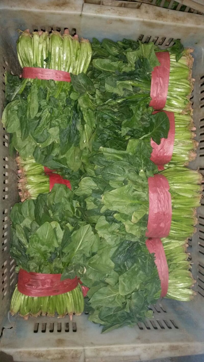 菠菜20~25厘米