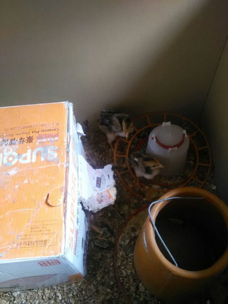 鸡苗1斤以下