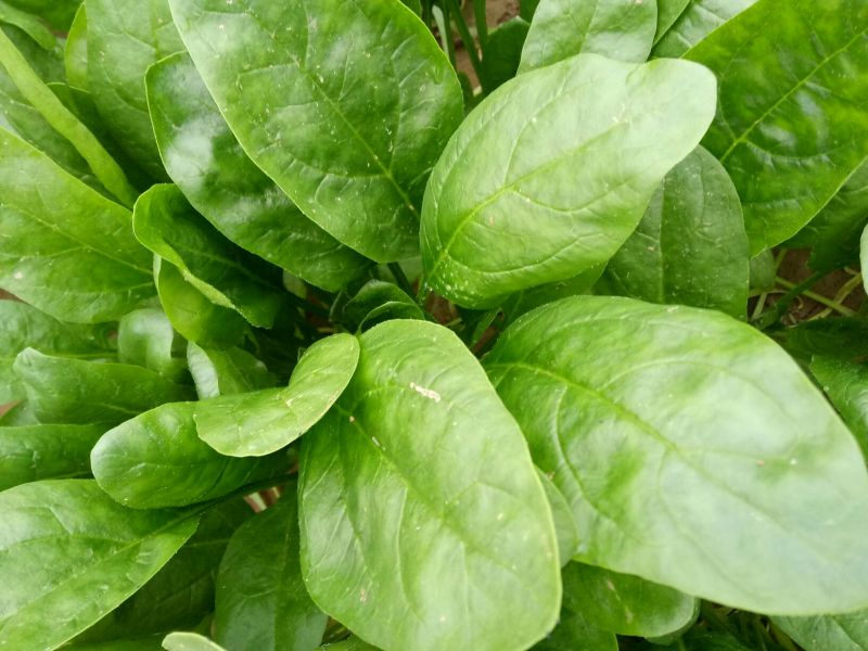 大叶菠菜20~25厘米