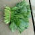 大叶菠菜20~25厘米