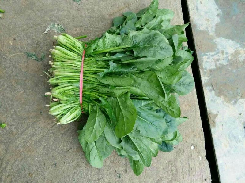 大叶菠菜20~25厘米