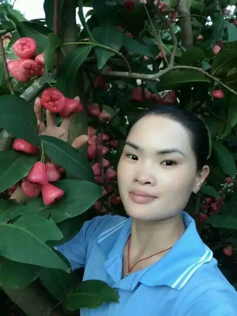 莲雾种苗黑金刚莲雾苗黑糖芭比莲雾苗大叶红莲雾苗