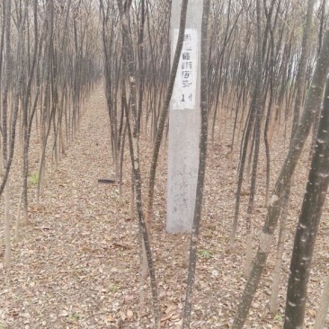 国槐4~6cm4~6cm1~2米