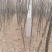 国槐4~6cm4~6cm1~2米