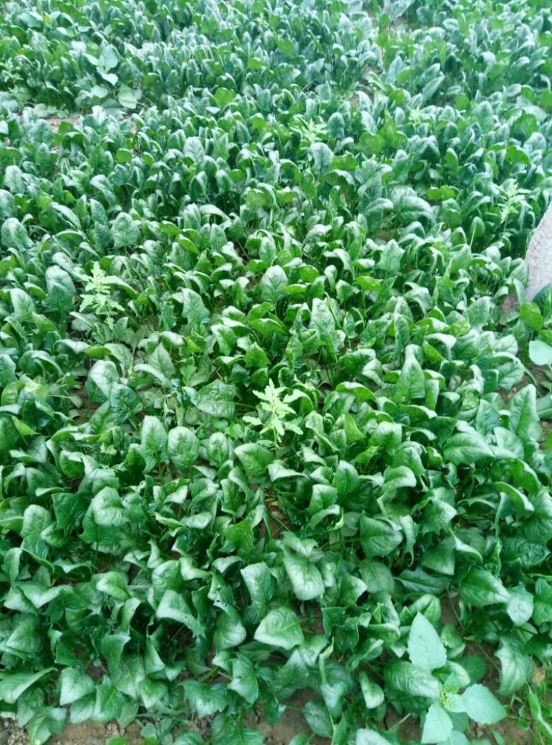 越冬菠菜15~20厘米