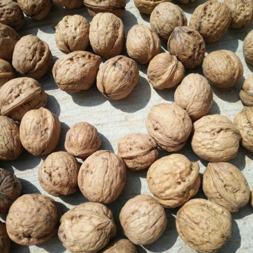 薄皮核桃30mm以上去皮