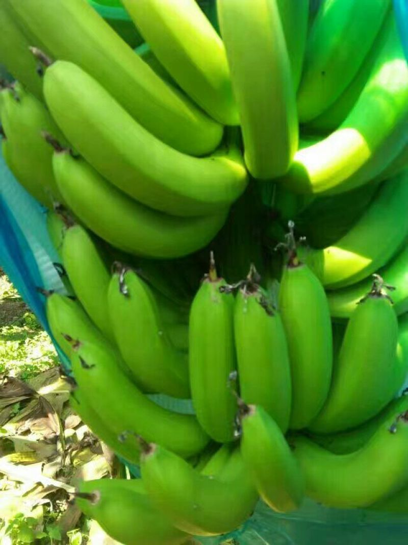 广东香蕉2号八成熟