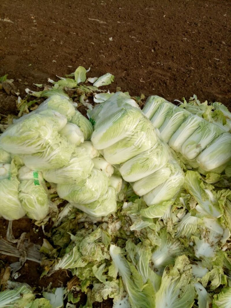精品产地直供，大白菜4斤以上大量供应